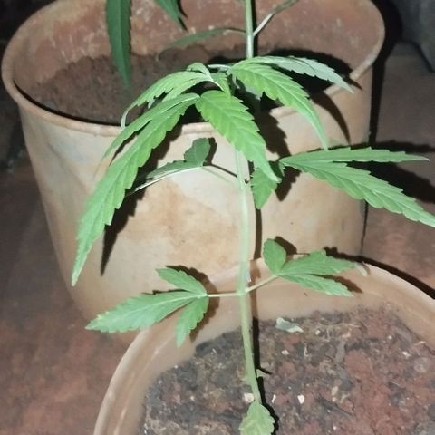 Prenseed/ Poda Fim growlog timeline photo