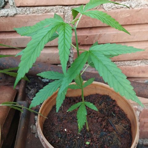 Prenseed/ Poda Fim growlog photo: LST/Poda Fim