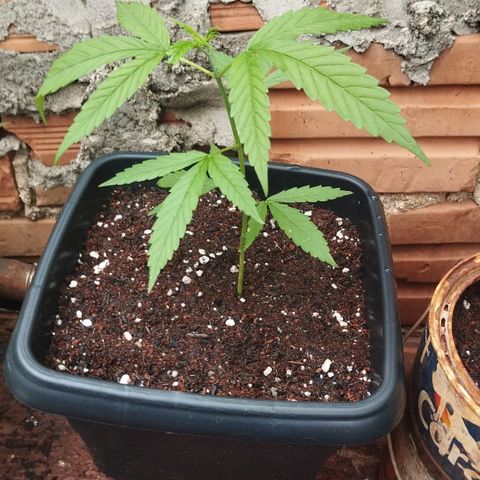 Prenseed/ Poda Fim growlog photo: vaso novo :D