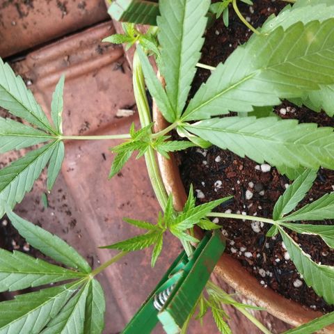 LST e Poda Top growlog timeline photo