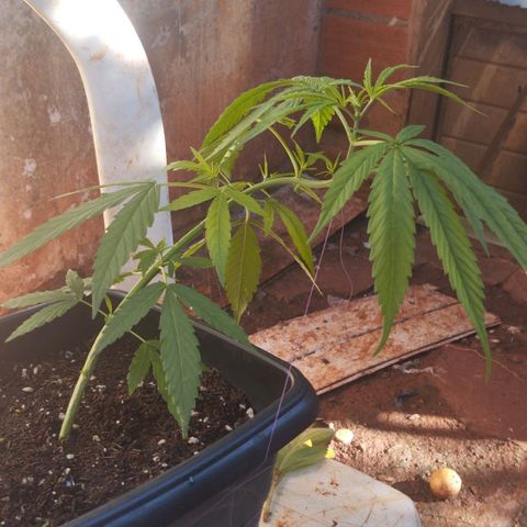 Prenseed/ Poda Fim growlog timeline photo