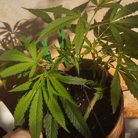 LST e Poda Top growlog timeline photo