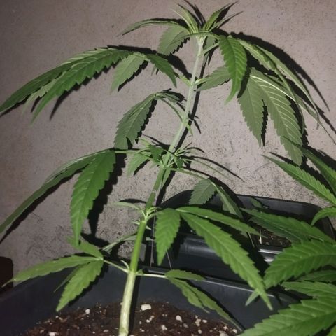 Prenseed/ Poda Fim growlog timeline photo