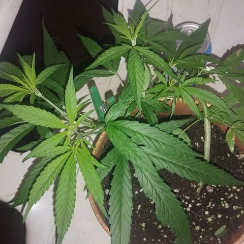 LST e Poda Top growlog timeline photo