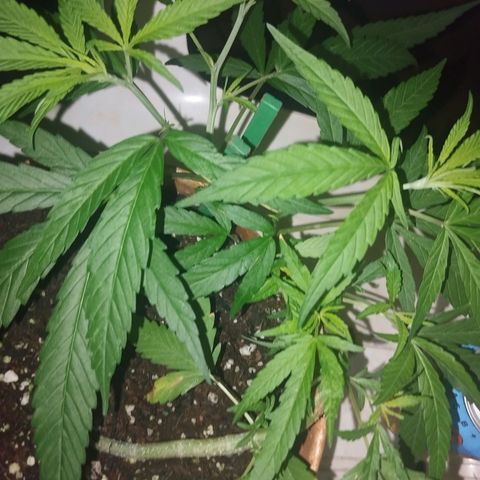LST e Poda Top growlog timeline photo