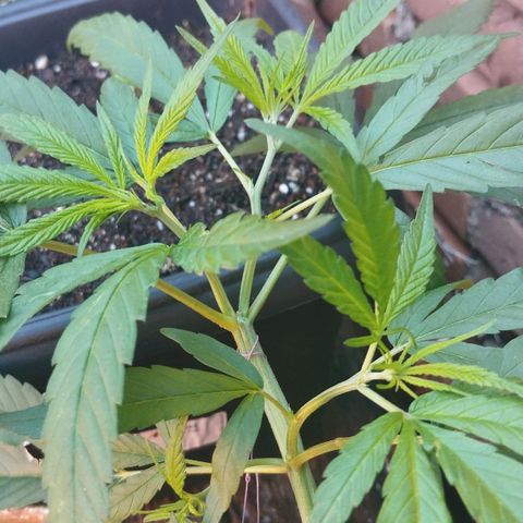 LST e Poda Top growlog timeline photo