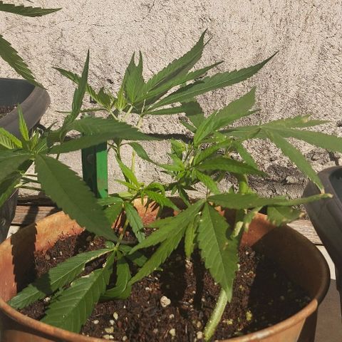 LST e Poda Top growlog timeline photo