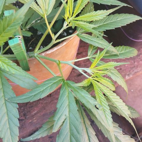 LST e Poda Top growlog timeline photo