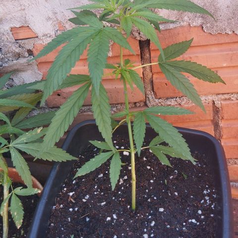 Prenseed/ Poda Fim growlog timeline photo