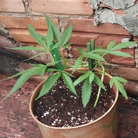 LST e Poda Top growlog timeline photo