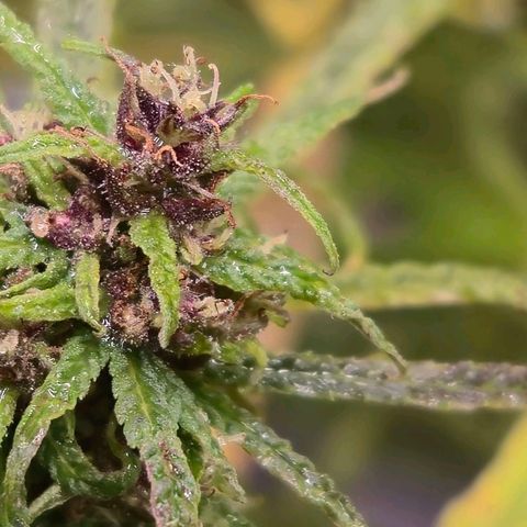 LST e Poda Top growlog photo: 🫠💜