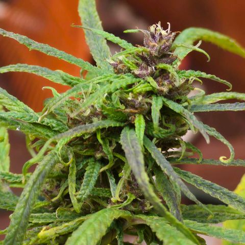 LST e Poda Top growlog photo: 🫠💜