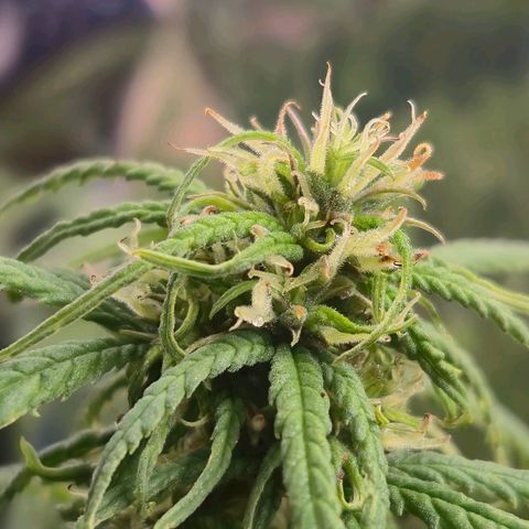 Prenseed/ Poda Fim growlog photo: curando do overfert :]