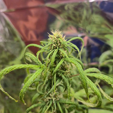 Prenseed/ Poda Fim growlog photo: curando do overfert :]