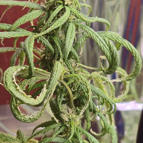 Prenseed/ Poda Fim growlog photo: curando do overfert :]