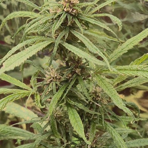 LST e Poda Top growlog photo: overfert leve