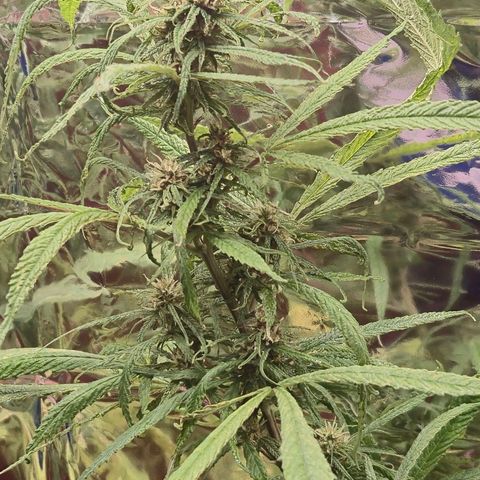 LST e Poda Top growlog photo: overfert leve
