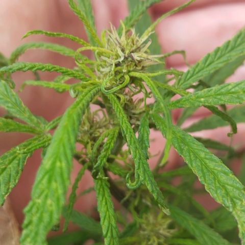 LST e Poda Top growlog timeline photo