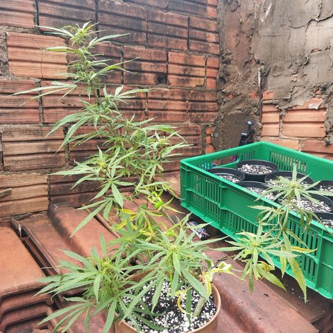 LST e Poda Top growlog timeline photo