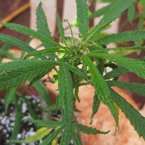 LST e Poda Top growlog timeline photo