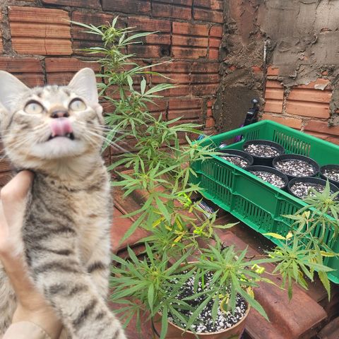 LST e Poda Top growlog timeline photo