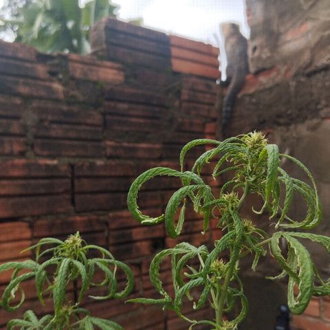 Prenseed/ Poda Fim growlog timeline photo