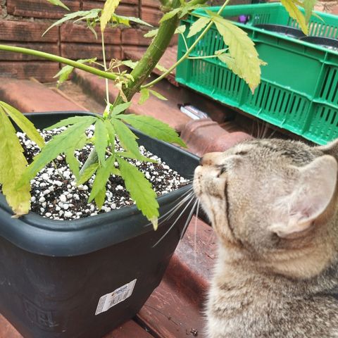 Prenseed/ Poda Fim growlog timeline photo