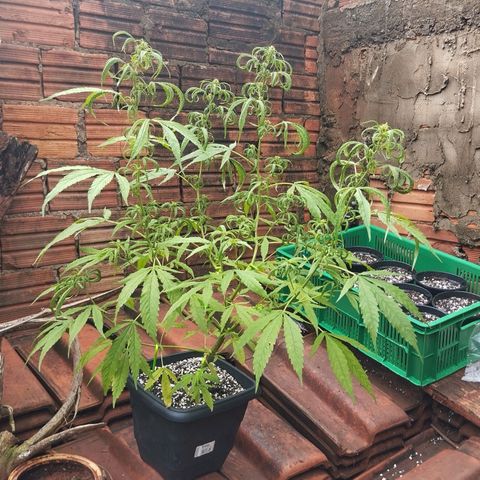 Prenseed/ Poda Fim growlog timeline photo