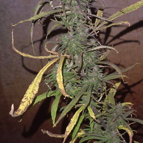 LST e Poda Top growlog timeline photo