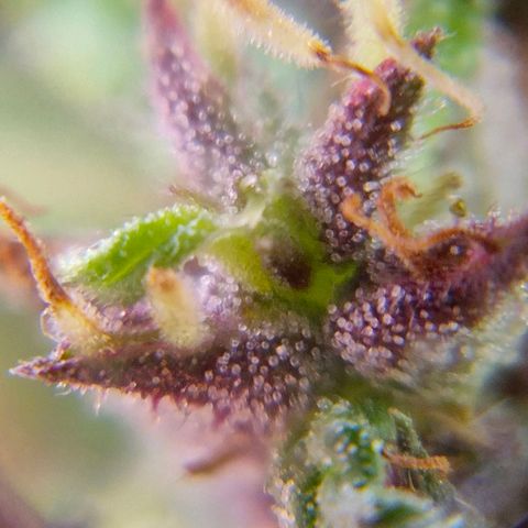 LST e Poda Top growlog timeline photo