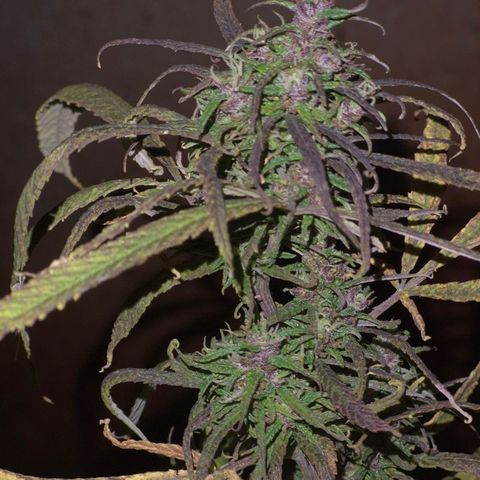 LST e Poda Top growlog timeline photo