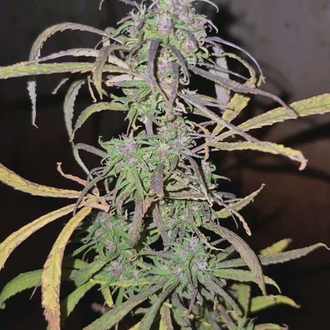 LST e Poda Top growlog timeline photo