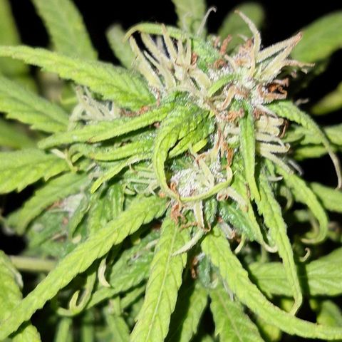 Prenseed/ Poda Fim growlog timeline photo