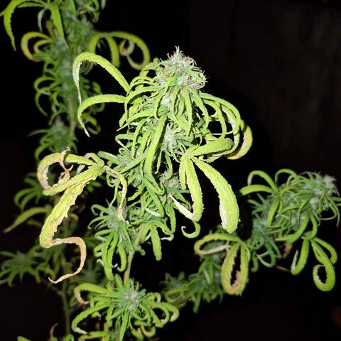 Prenseed/ Poda Fim growlog timeline photo