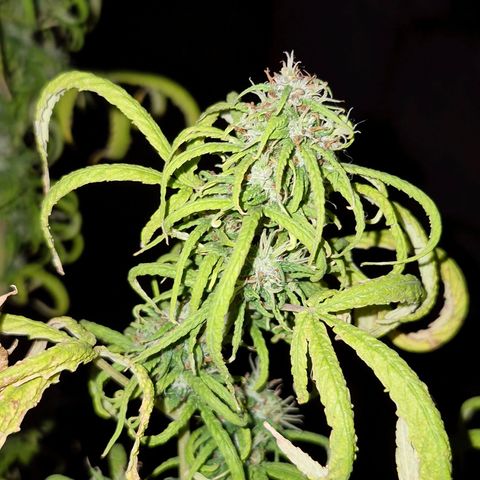 Prenseed/ Poda Fim growlog timeline photo