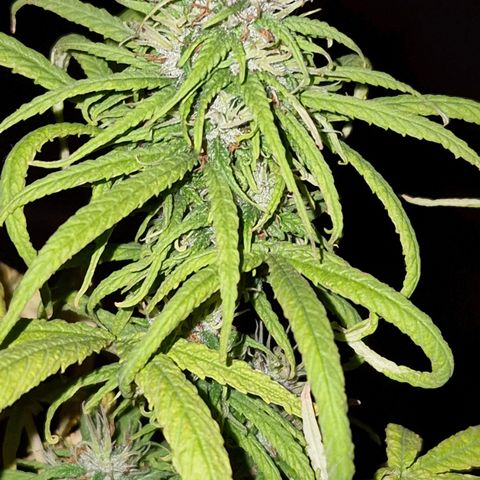 Prenseed/ Poda Fim growlog timeline photo