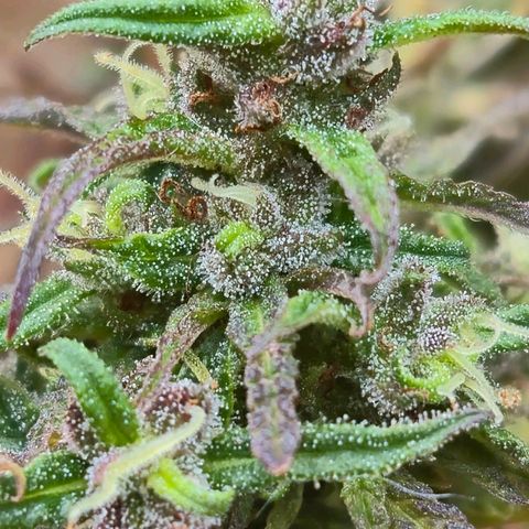 LST e Poda Top growlog timeline photo