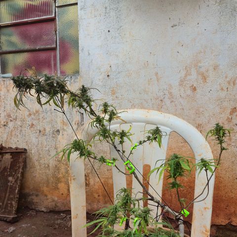 LST e Poda Top growlog timeline photo
