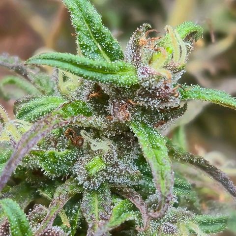 LST e Poda Top growlog timeline photo