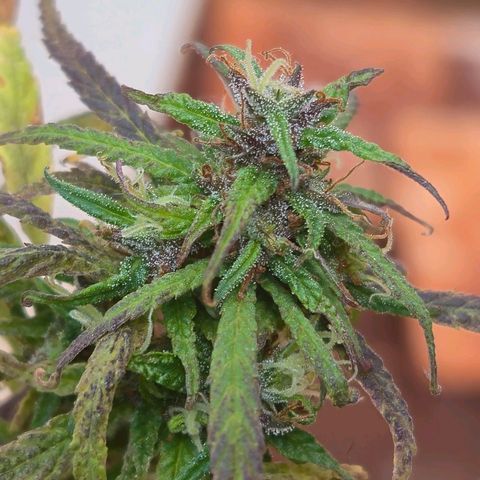 LST e Poda Top growlog timeline photo