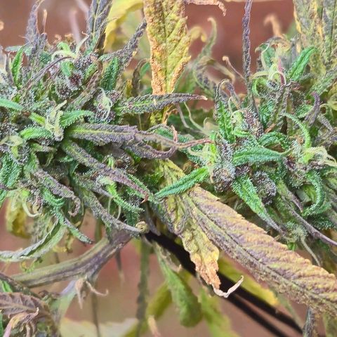 LST e Poda Top growlog timeline photo