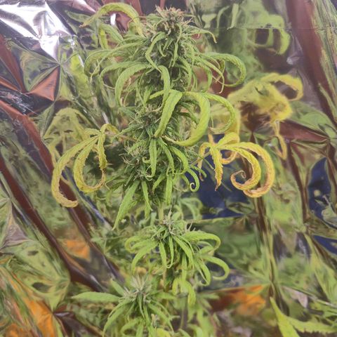 Prenseed/ Poda Fim growlog timeline photo