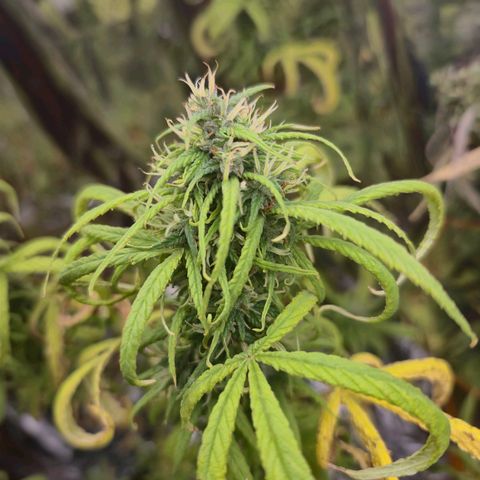 Prenseed/ Poda Fim growlog timeline photo