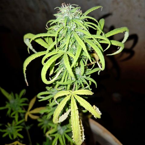 Prenseed/ Poda Fim growlog timeline photo