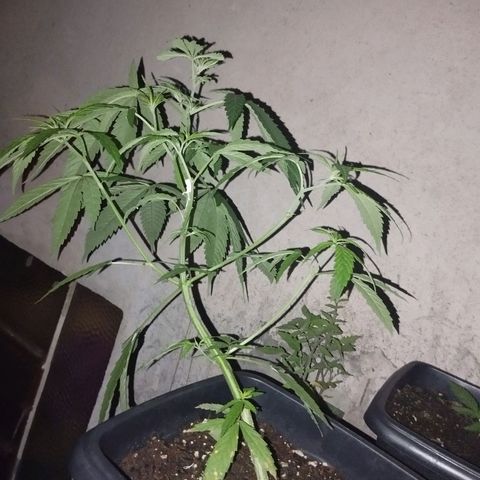 Prenseed/ Poda Fim growlog photo: quebrei o topo por causa da amarra sem querer