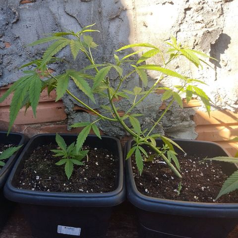 Prenseed/ Poda Fim growlog photo: topo removido