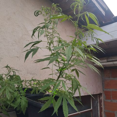 Prenseed/ Poda Fim growlog photo: overfert