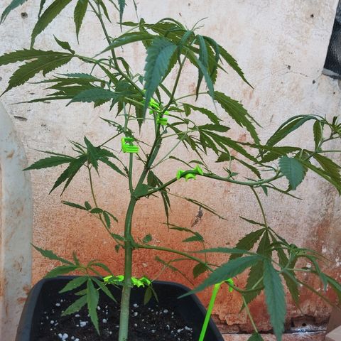 Prenseed/ Poda Fim growlog photo: budclips (pequenos sinais de overfert nas folhas)