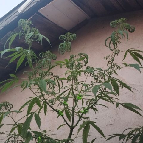 Prenseed/ Poda Fim growlog timeline photo