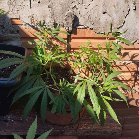 LST e Poda Top growlog timeline photo